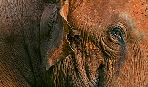 側面図, 動物の写真, 泥の無料の写真素材