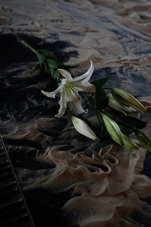 White Lilies on the Ground 