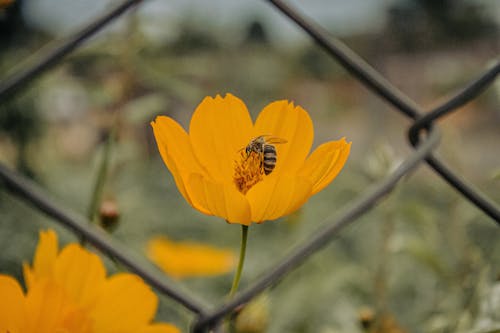 De franc Foto d'estoc gratuïta de abella, animal, flors Foto d'estoc