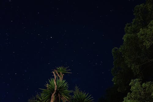Low Angle Shot of Trees and Night Sky