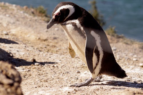 Close up of Penguin