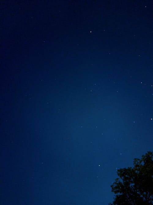 Free Night Sky and a Silhouette of a Tree  Stock Photo