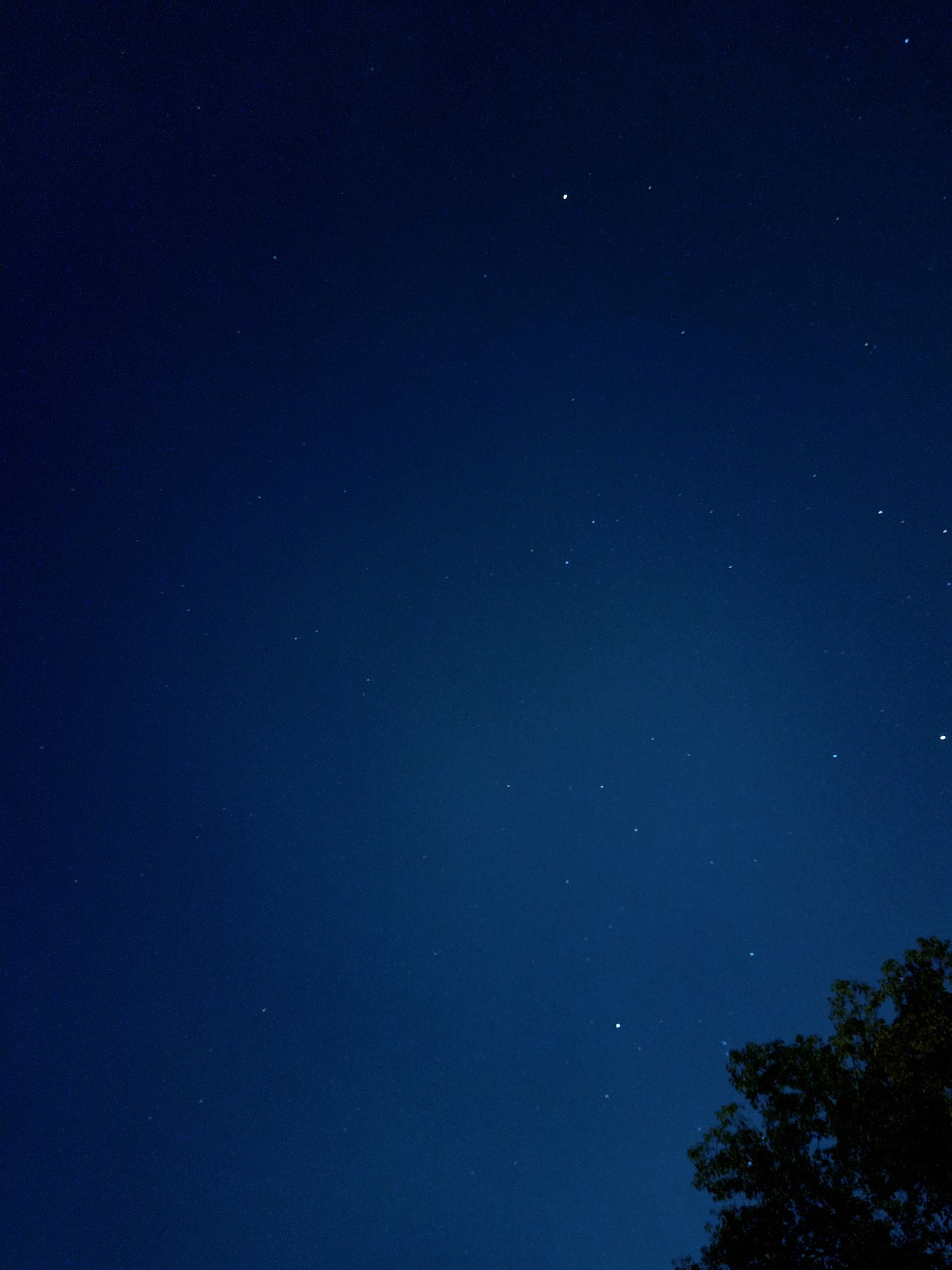 Silhouette of Trees under the Starry Night Sky · Free Stock Photo