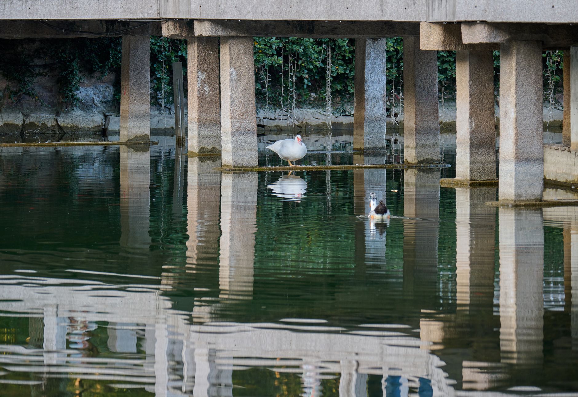 KAIST campus duck pond