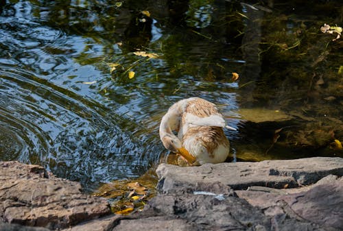 Photos gratuites de aviaire, bassin, canard