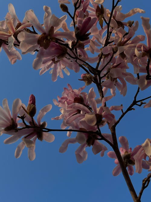 Foto d'estoc gratuïta de branques, cel blau, cel clar