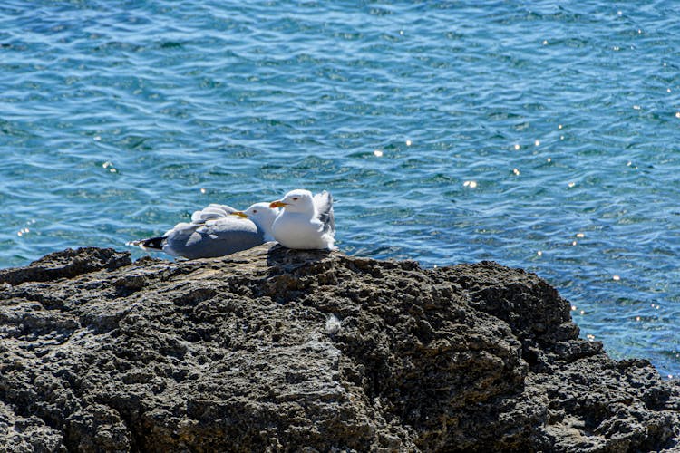 Seagulls On Rock