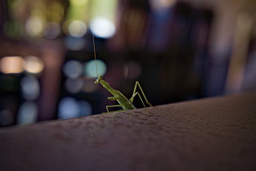 100.000+ melhores imagens de Papel De Parede 4k · Download 100% grátis ·  Fotos profissionais do Pexels