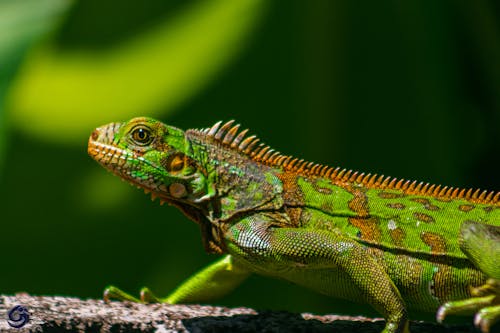 Green Iguana in Close Up