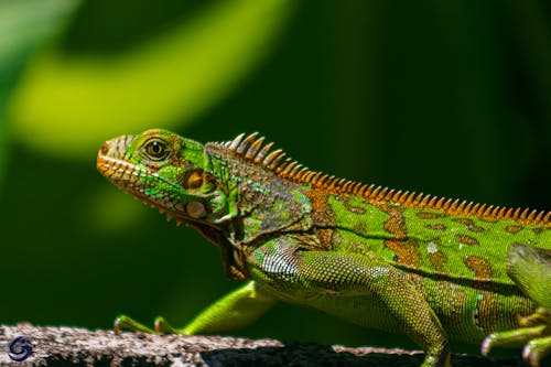 Foto profissional grátis de animais selvagens, animal, camuflagem