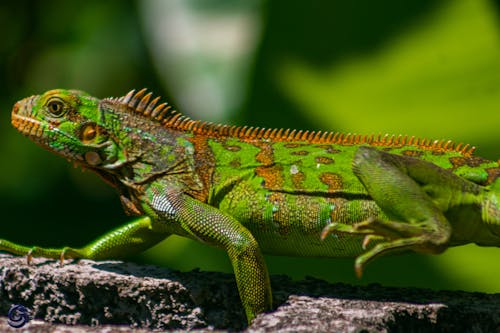 Gratis stockfoto met dieren in het wild, groen, leguaan