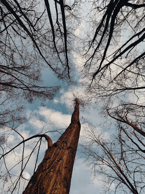 ağaçlar, aramak, bulutlar içeren Ücretsiz stok fotoğraf