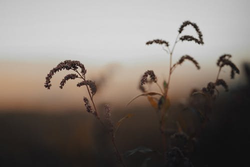 Plants at Dawn