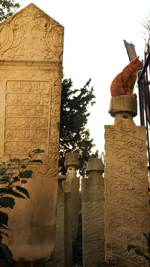 Free An orange cat peacefully sits atop ornate tombstones in a historical graveyard at sunset. Stock Photo