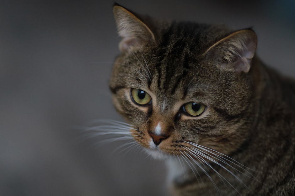 how do you prove ownership of a cat