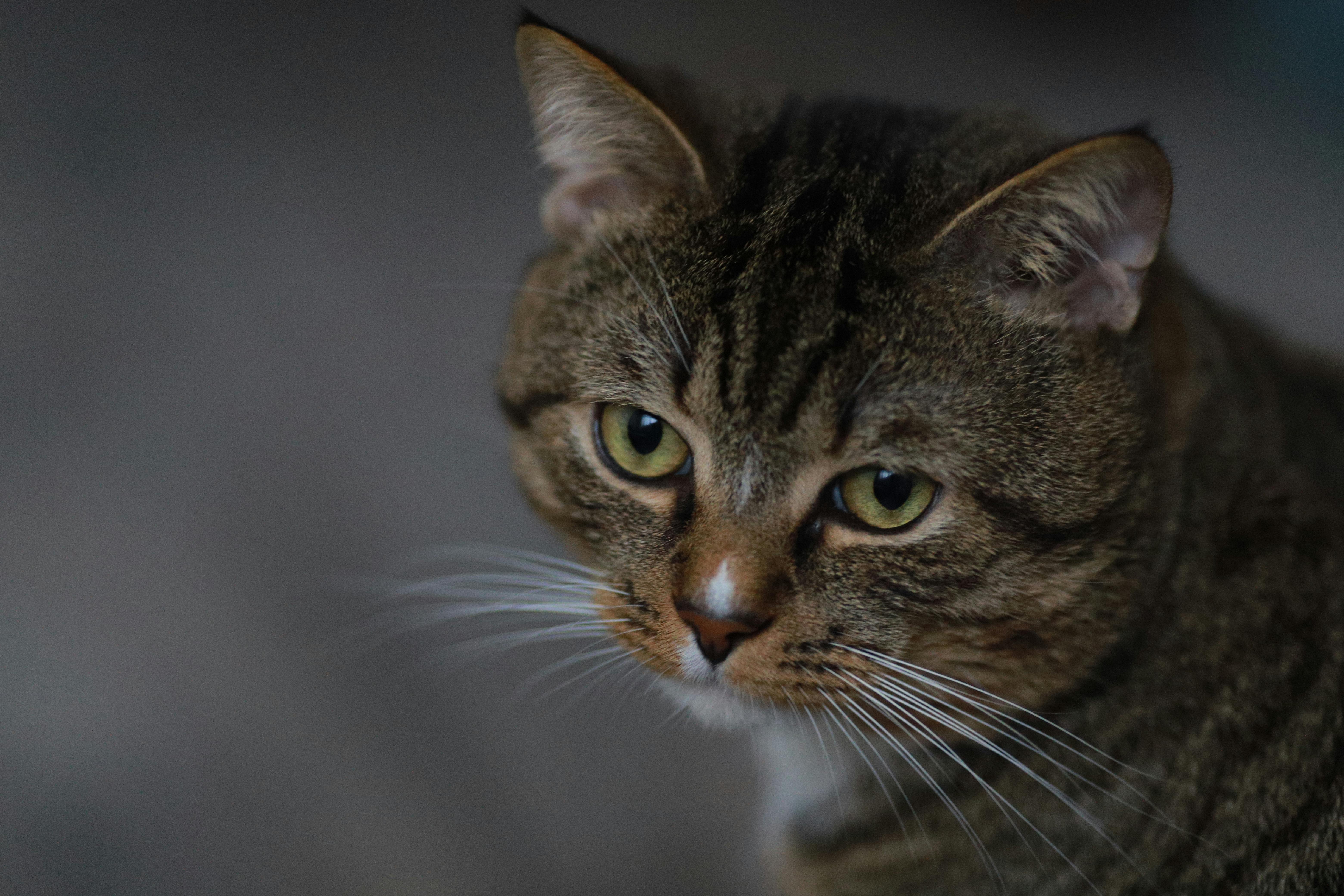 Portrait of a Tabby Cat · Free Stock Photo