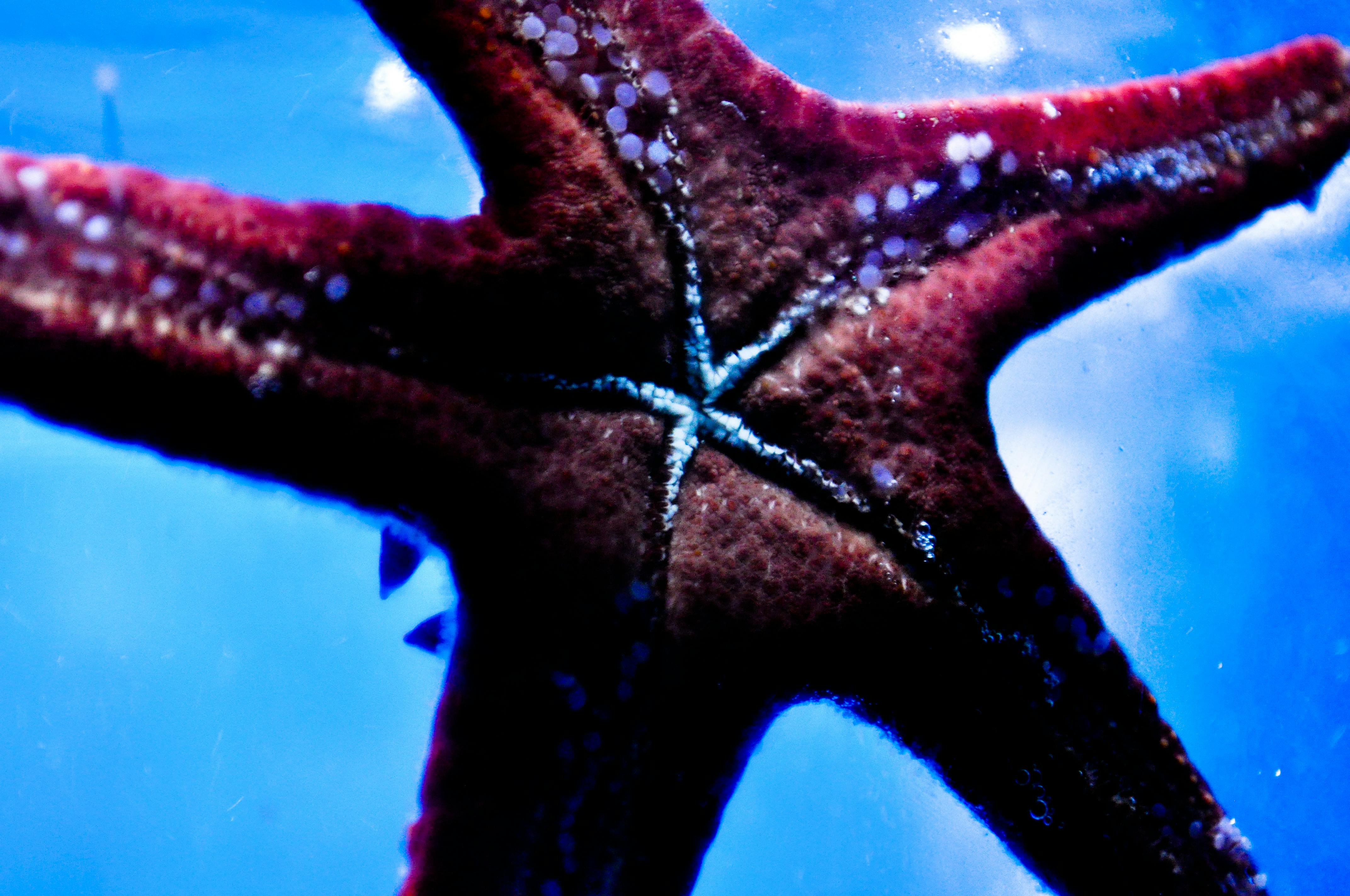 Free stock photo of nature photography, sea creature, star fish