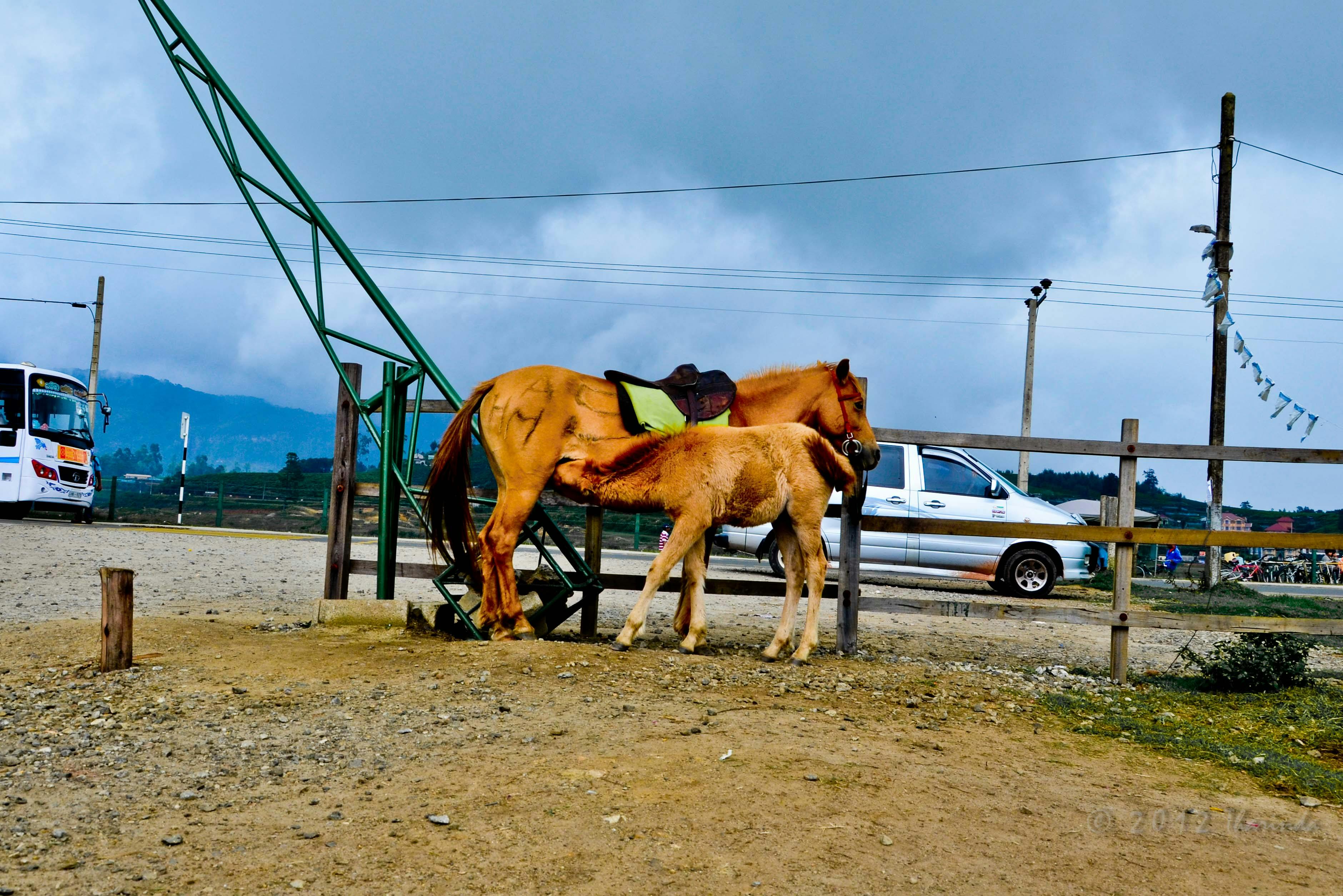 Free stock photo of beauty in nature, beauty of nature, harsh reality