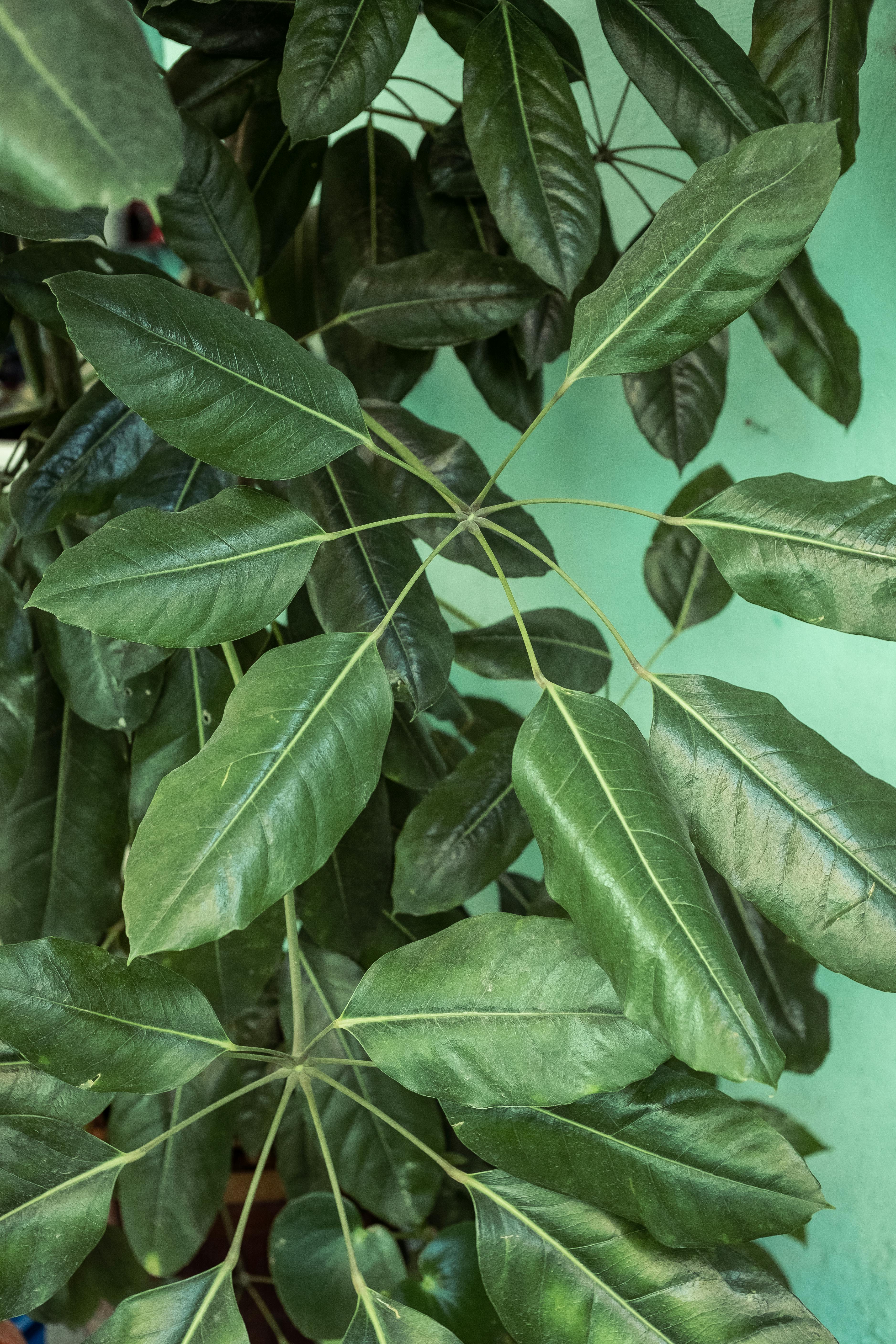 Professional shrub care