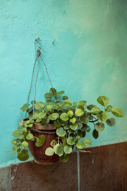 Free Hanging potted plant on a vibrant turquoise wall, adding a natural touch indoors. Stock Photo