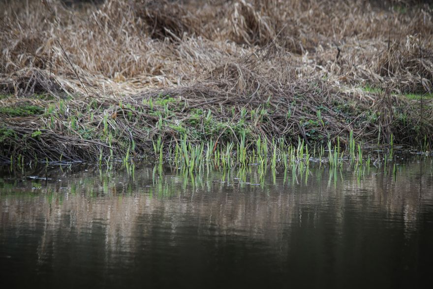 Riverside scene with green rushes — Boys in Bristol Photography on Pexels