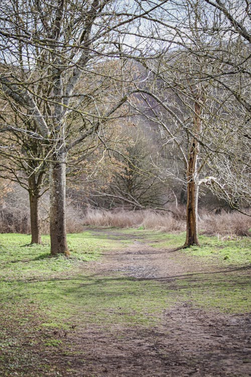 Kostnadsfri bild av bladlösa, bristol, eastwood gård