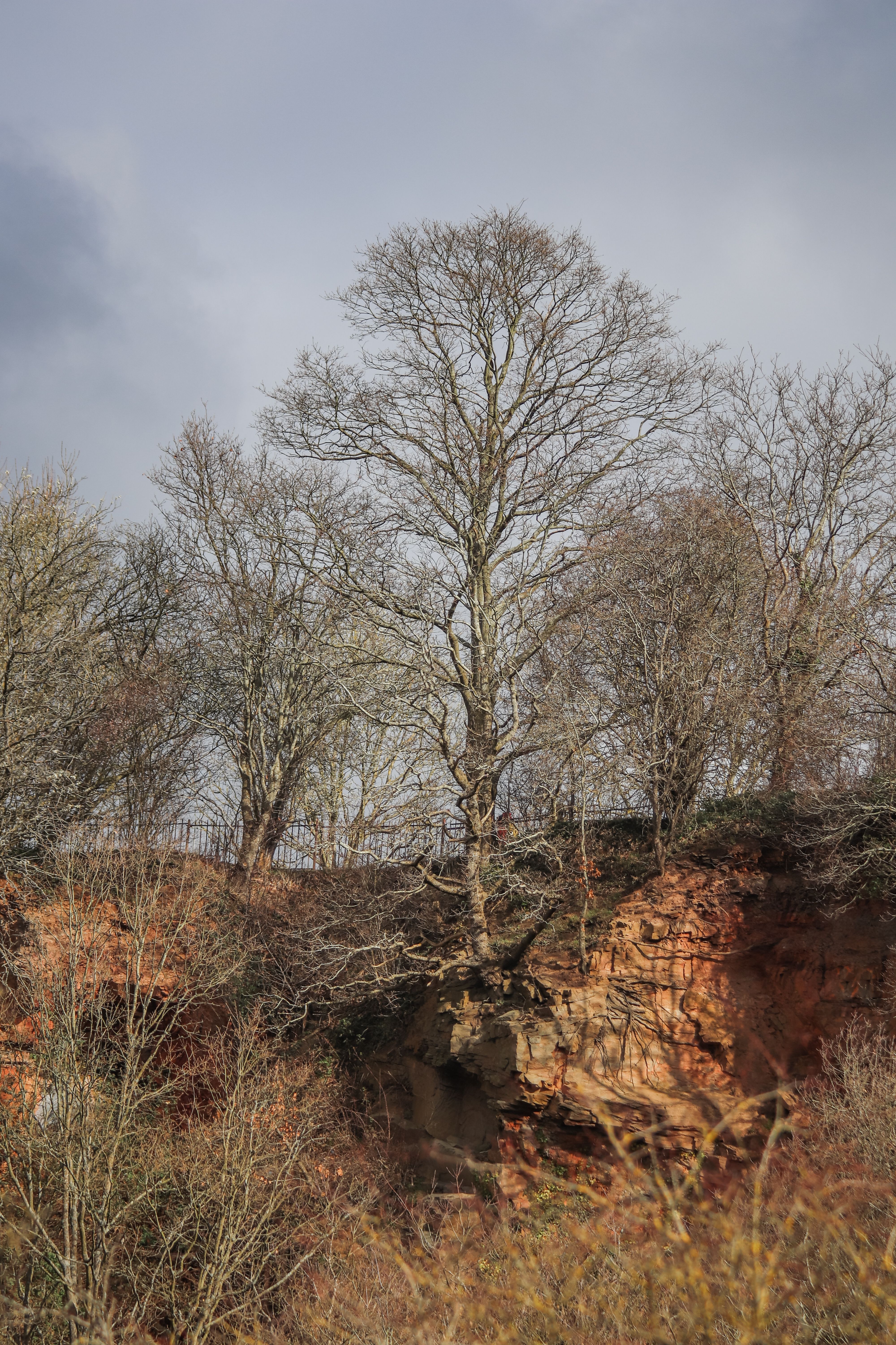 Escarpment with Barren Trees · Free Stock Photo