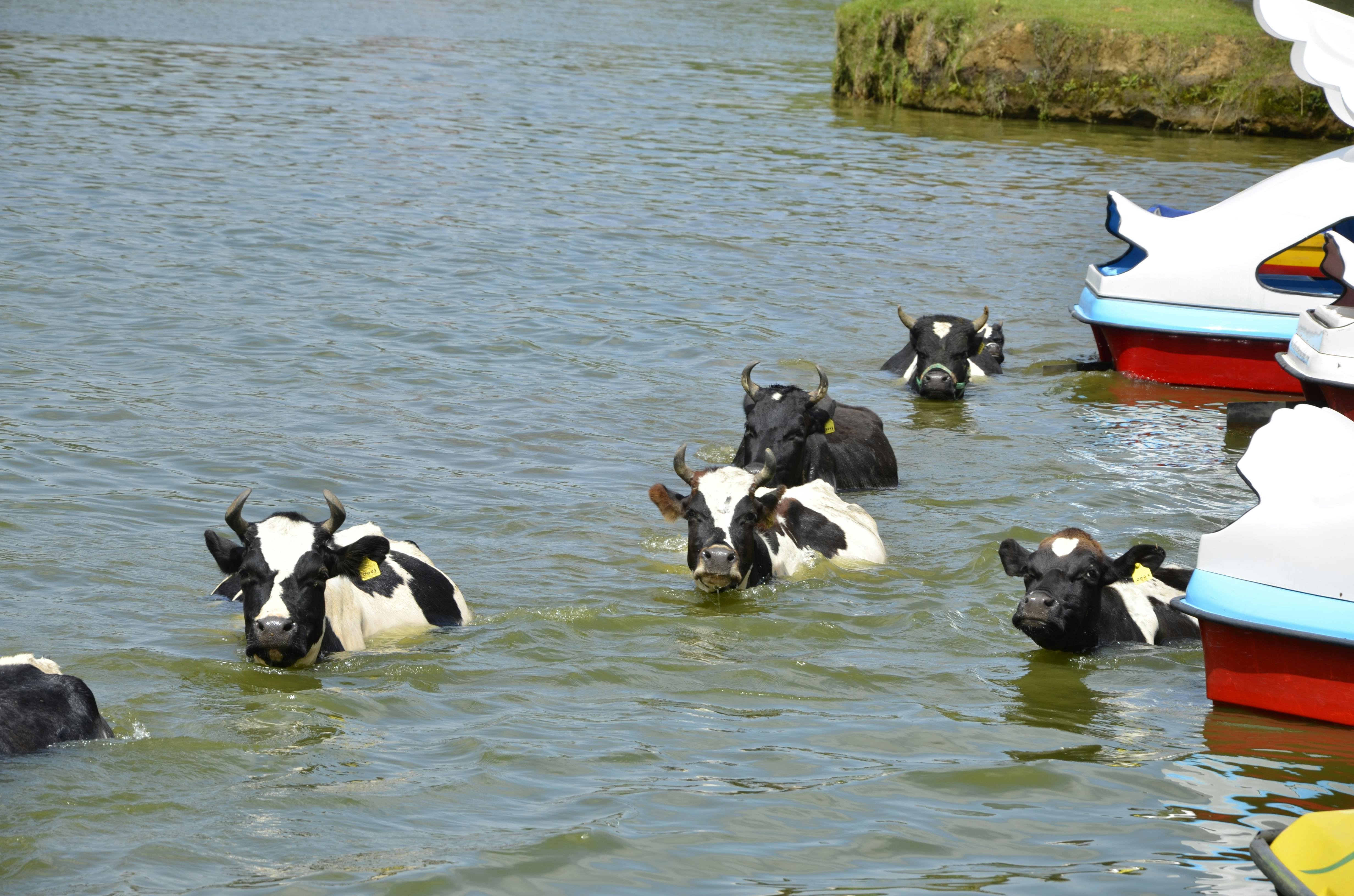 Free stock photo of boats and cows, cows, mother nature