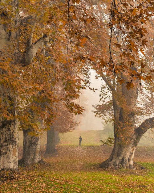 Бесплатное стоковое фото с вертикальный выстрел, деревья, дымка