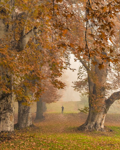 Silhouette of a Person Standing in Distance between Trees with Orange Leaves in a Forest 