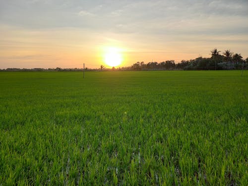 Free stock photo of agricultural field, beautiful sunset, countryside
