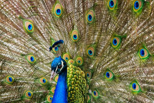 Free A stunning close-up of a male peacock showcasing its vibrant, colorful plumage in full display. Stock Photo