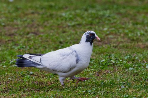 Free A white pigeon with black markings walking gracefully on a lush green lawn. Stock Photo