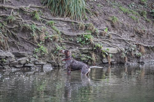Free A German Shorthaired Pointer stands by a riverbank, surrounded by lush vegetation and water reflections. Stock Photo