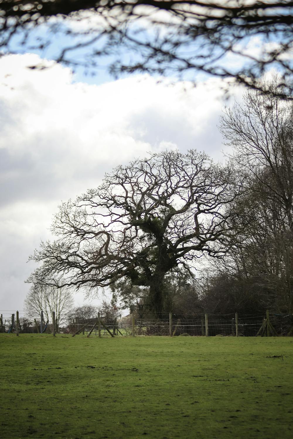 Empty Trees on a Meadow · Free Stock Photo