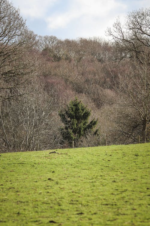 Kostenloses Stock Foto zu äste, bäume, gras