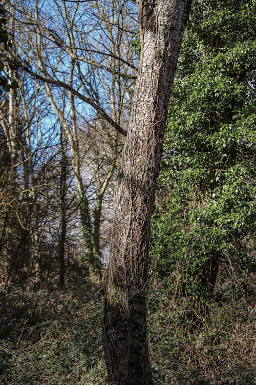 Tree in a Forest in Sunlight 