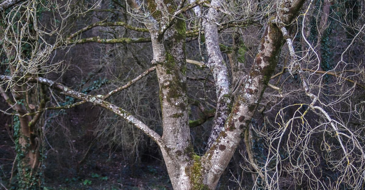 Empty Tree Real Empty Tree in a Forest · Free Stock Photo