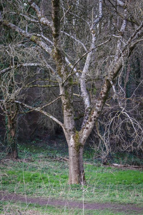 Free A solitary tree stands in a serene forest, showcasing winter's quiet beauty. Stock Photo
