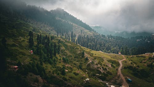 Foto d'estoc gratuïta de arbres, boscos, foto des d'un dron