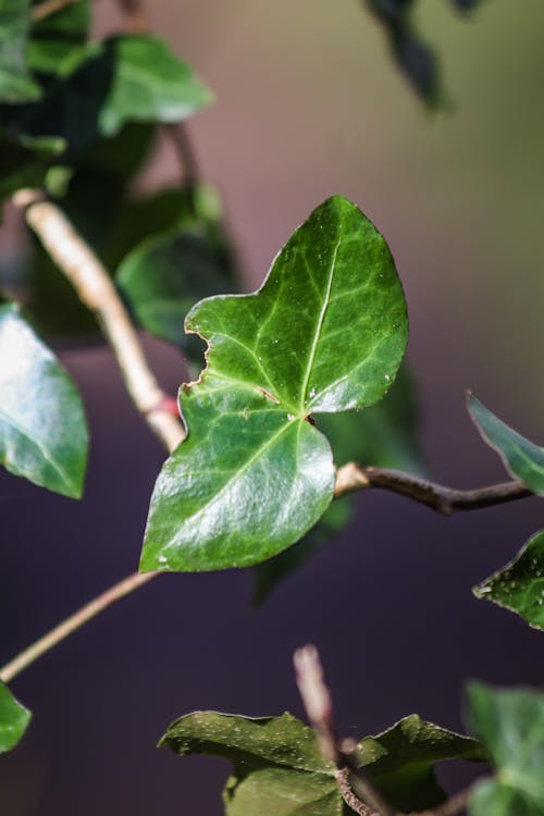 Základová fotografie zdarma na téma břečťan, detailní, liána