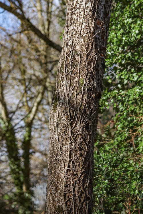 Бесплатное стоковое фото с вертикальный выстрел, дерево, деревянный