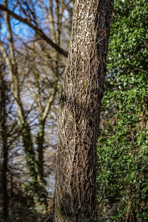 Gratis lagerfoto af bark, blade, lodret skud