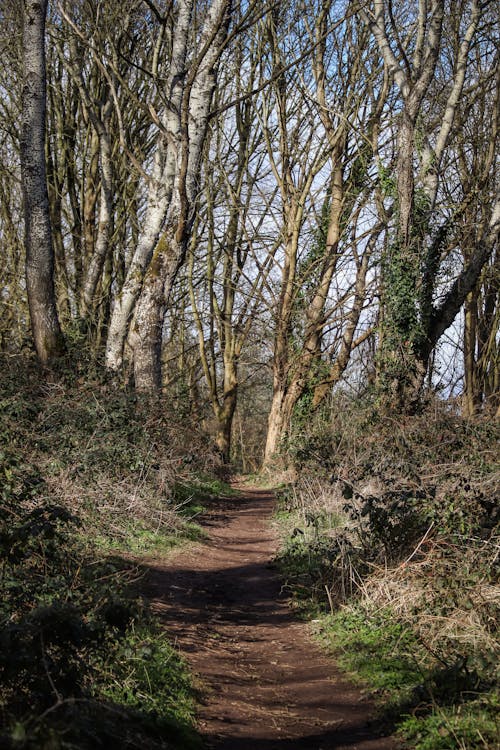 Free Path in a Forest  Stock Photo