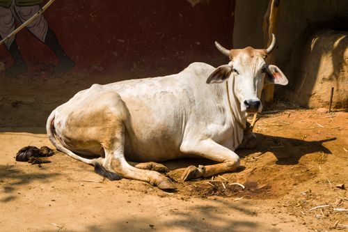 Free A serene image of a cow resting outdoors on a sunny rural farm. Stock Photo