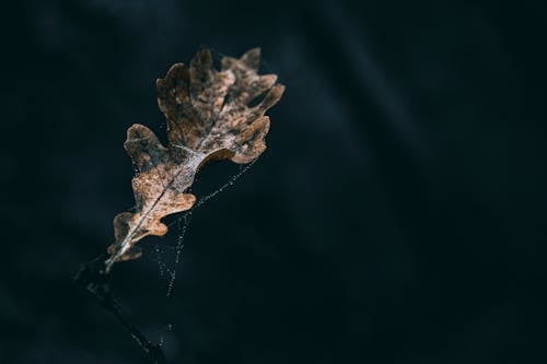 Fotobanka s bezplatnými fotkami na tému drevený, jeseň, les