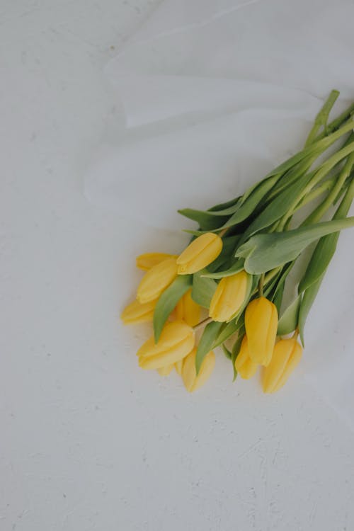 무료 꽃, 꽃다발, 노란 튤립의 무료 스톡 사진
