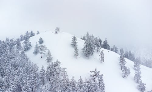 Coniferous Trees in a Valley in Winter 