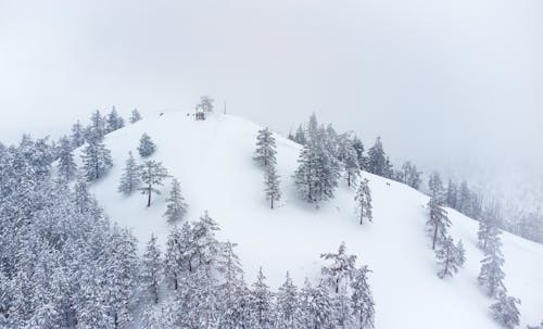 Darmowe zdjęcie z galerii z dolina, drzewa, drzewo iglaste