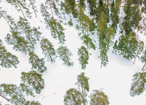 Trees Among Snow in Winter